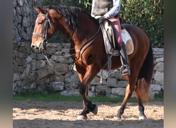 PRE, Caballo castrado, 13 años, 159 cm, Castaño