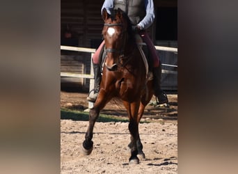 PRE, Caballo castrado, 13 años, 159 cm, Castaño