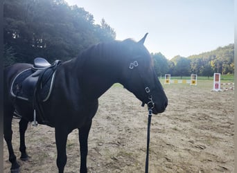 PRE Mestizo, Caballo castrado, 13 años, 160 cm, Negro