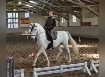 PRE Mestizo, Caballo castrado, 13 años, 160 cm, Tordo