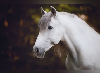 PRE Mestizo, Caballo castrado, 13 años, 160 cm, Tordo