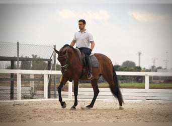PRE Mestizo, Caballo castrado, 13 años, 161 cm, Castaño