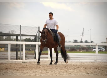 PRE Mestizo, Caballo castrado, 13 años, 161 cm, Castaño