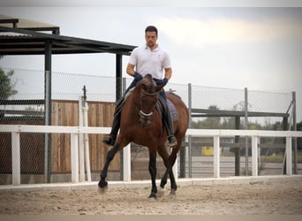 PRE Mestizo, Caballo castrado, 13 años, 161 cm, Castaño