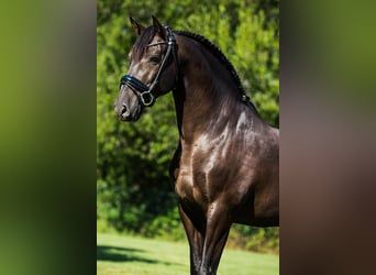 PRE Mestizo, Caballo castrado, 13 años, 164 cm, Negro