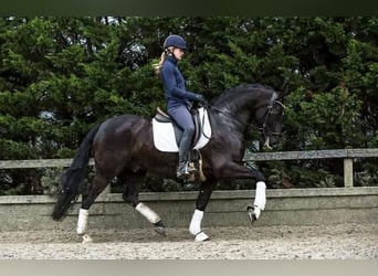 PRE Mestizo, Caballo castrado, 13 años, 164 cm, Negro