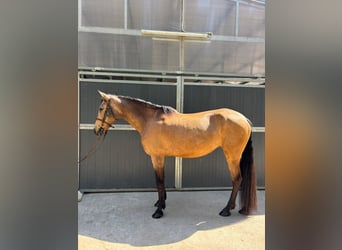 PRE Mestizo, Caballo castrado, 13 años, 165 cm, Bayo