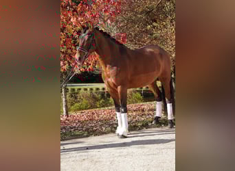 PRE Mestizo, Caballo castrado, 13 años, 165 cm, Castaño