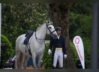 PRE, Caballo castrado, 13 años, 167 cm, Tordo