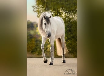 PRE Mestizo, Caballo castrado, 13 años, 167 cm, Tordo