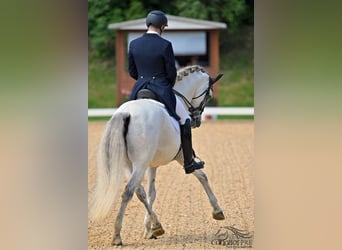 PRE Mestizo, Caballo castrado, 13 años, 167 cm, Tordo