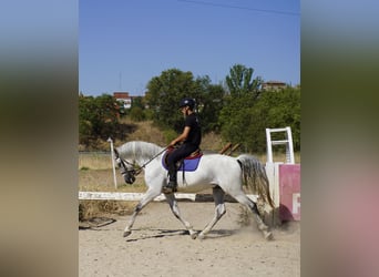 PRE Mestizo, Caballo castrado, 13 años, 167 cm, Tordo