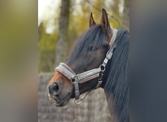 PRE, Caballo castrado, 13 años, 168 cm, Castaño