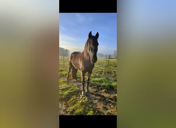 PRE, Caballo castrado, 13 años, 170 cm, Castaño oscuro