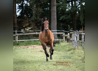 PRE Mestizo, Caballo castrado, 13 años, 172 cm, Castaño