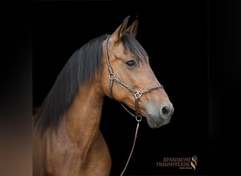 PRE Mestizo, Caballo castrado, 13 años, 172 cm, Castaño