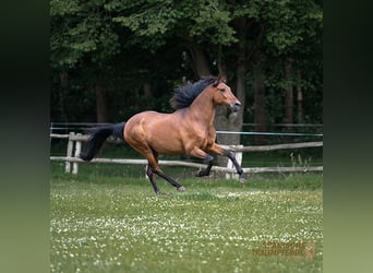 PRE Mestizo, Caballo castrado, 13 años, 172 cm, Castaño