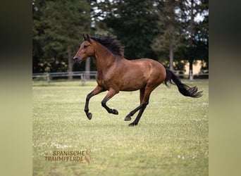 PRE Mestizo, Caballo castrado, 13 años, 172 cm, Castaño