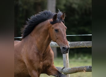 PRE Mestizo, Caballo castrado, 13 años, 172 cm, Castaño