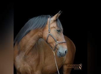 PRE Mestizo, Caballo castrado, 13 años, 172 cm, Castaño