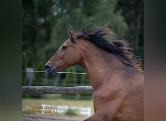 PRE Mestizo, Caballo castrado, 13 años, 172 cm, Castaño