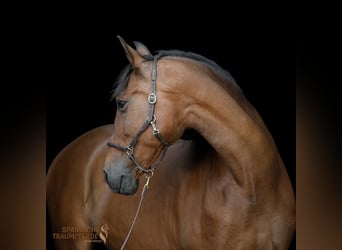 PRE Mestizo, Caballo castrado, 13 años, 172 cm, Castaño