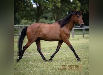 PRE Mestizo, Caballo castrado, 13 años, 172 cm, Castaño