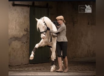 PRE, Caballo castrado, 14 años, 156 cm, Cremello