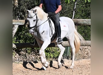 PRE Mestizo, Caballo castrado, 14 años, 156 cm, Tordo
