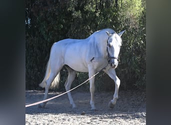 PRE Mestizo, Caballo castrado, 14 años, 156 cm, Tordo