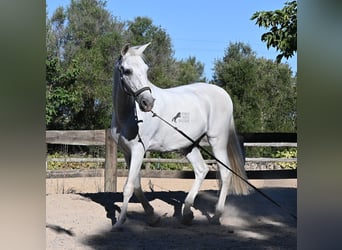 PRE Mestizo, Caballo castrado, 14 años, 156 cm, Tordo
