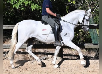 PRE Mestizo, Caballo castrado, 14 años, 156 cm, Tordo