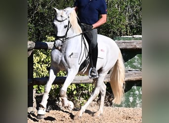 PRE Mestizo, Caballo castrado, 14 años, 156 cm, Tordo