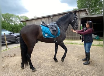 PRE Mestizo, Caballo castrado, 14 años, 162 cm, Negro