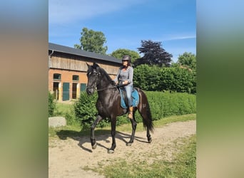 PRE Mestizo, Caballo castrado, 14 años, 162 cm, Negro