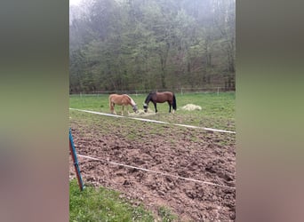 PRE Mestizo, Caballo castrado, 14 años, 163 cm, Castaño