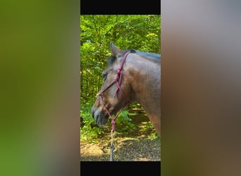 PRE Mestizo, Caballo castrado, 14 años, 163 cm, Castaño