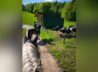 PRE Mestizo, Caballo castrado, 14 años, 163 cm, Castaño