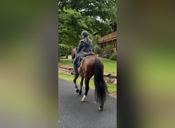 PRE Mestizo, Caballo castrado, 14 años, 163 cm, Castaño