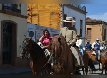 PRE Mestizo, Caballo castrado, 14 años, 164 cm, Alazán-tostado