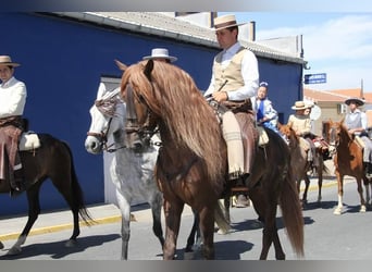 PRE Mestizo, Caballo castrado, 14 años, 164 cm, Alazán-tostado