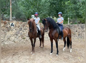 PRE Mestizo, Caballo castrado, 14 años, 164 cm, Alazán-tostado