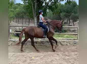 PRE Mestizo, Caballo castrado, 14 años, 164 cm, Alazán-tostado