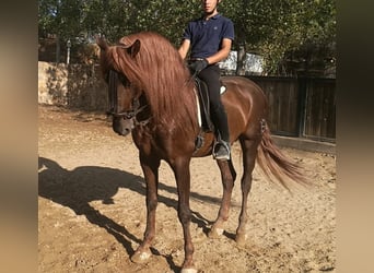 PRE Mestizo, Caballo castrado, 14 años, 164 cm, Alazán-tostado