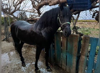 PRE Mestizo, Caballo castrado, 14 años, 166 cm, Negro