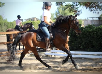 PRE Mestizo, Caballo castrado, 14 años, 167 cm, Castaño