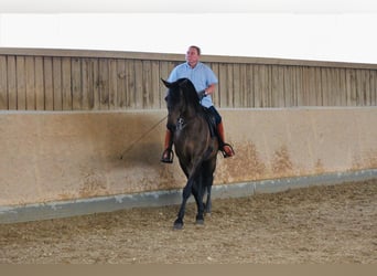 PRE Mestizo, Caballo castrado, 14 años, 170 cm, Castaño