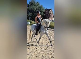 PRE Mestizo, Caballo castrado, 15 años, 156 cm, Porcelana