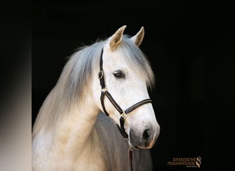 PRE Mestizo, Caballo castrado, 15 años, 160 cm, Tordo