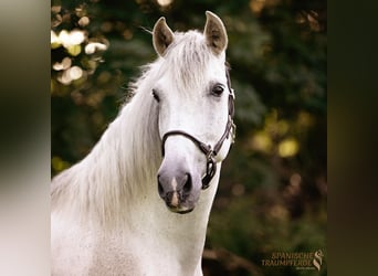 PRE Mestizo, Caballo castrado, 15 años, 160 cm, Tordo